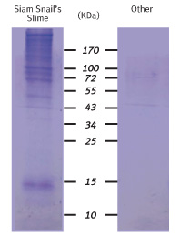 Comparison of net protein in snail slimes of equal volume Antimicrobial Activity of Snail Slime Extract